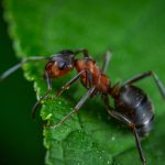 close up photography of red ant on green leaf